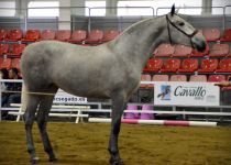 W PICARA DE RAMOS, DE YEGUADA SR4, ORO Y MM EN POTRAS DE DOS A Y SUBCAMPEONA JOVEN DEL CONCURSO (Copiar)